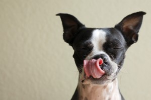 Boston Terrier